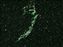 OS200RH_ApogeeAlta_NGC6992_GsynBR_20Aug14-HaOIII.jpg